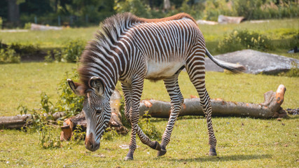 Young Zebra with head down