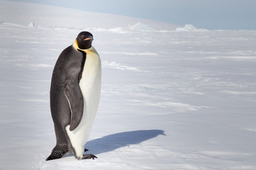 Emperor penguin in antarctica © robert