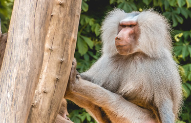 Old male Baboon relaxing