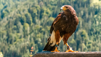 Harris Hawk sitting on wood