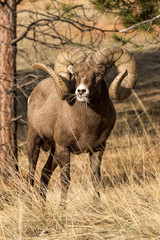 Bighorn Ram with Grass-Full Curl Plus
