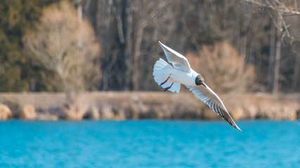 Gull in flight