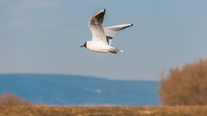 Fototapeta na wymiar Gull in flight