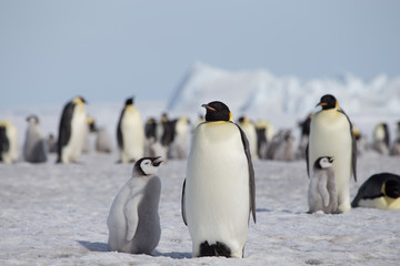 Emperor Penguin with chick in Antarctica