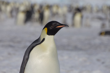 Obraz premium Emperor penguin in antarctica