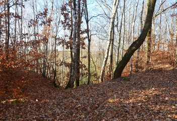 Herbstlandschaft im November im Erzgebirge