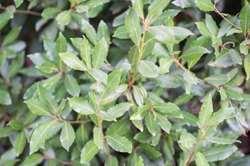 Laurel tree growing in autumn garden, nature beackground with copyspace. Aromatic condiment. Laurel. Spice.