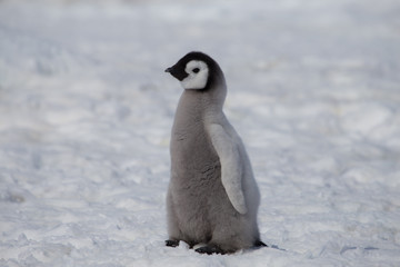 Fototapeta na wymiar Emperor penguin chick in Antarctica