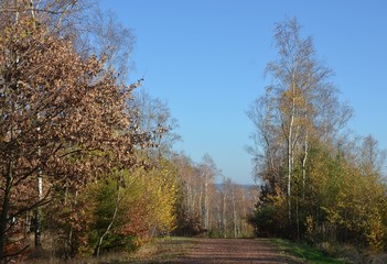 Fototapeta premium Herbstlandschaft im November im Erzgebirge