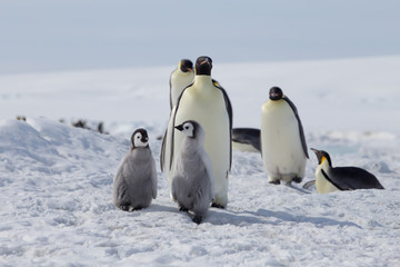 Emperor penguin chicks in antarctica
