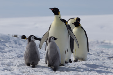 Fototapeta na wymiar Emperor penguin chicks in antarctica