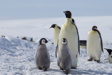 Fototapeta na wymiar Emperor penguin chicks in antarctica