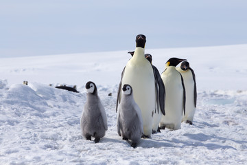Fototapeta premium Emperor penguin chicks in antarctica