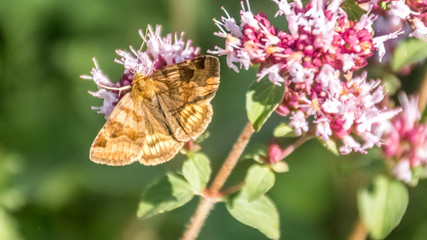 Macro of brown butterfly on flower