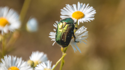 Macro of beetle on flower