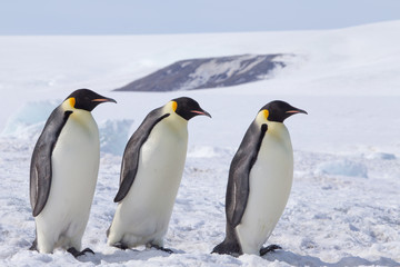 Fototapeta na wymiar Emperor penguins in antarctica