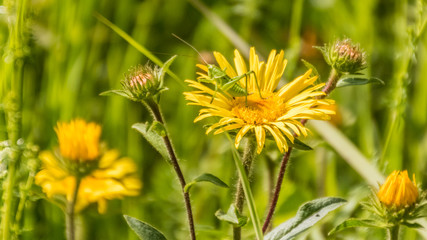 Macro of grasshopper on flower