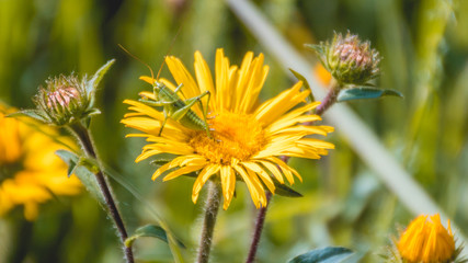 Macro of grasshopper on flower
