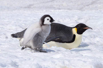 Emperor penguin chick in antarctica