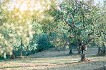 Olive trees. Olive trees garden. Mediterranean olive field ready for harvest. Italian olive's grove...