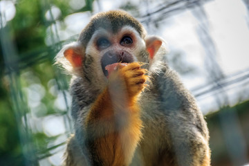 Fototapeta premium Squirrel monkey portrait