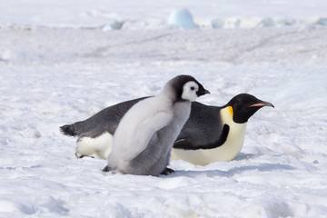 Emperor penguin chick in antarctica