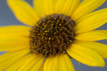 Close up of yellow daisy