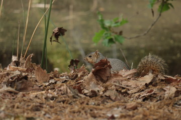 squirrel squirrel squirrel again