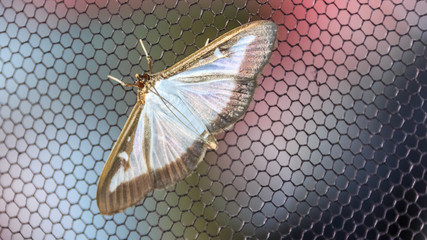 Macro of butterfly on insect net