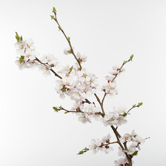 Cherry blossoms. Blooming cherry tree branch with white flowers isolated on white background. Flowering.