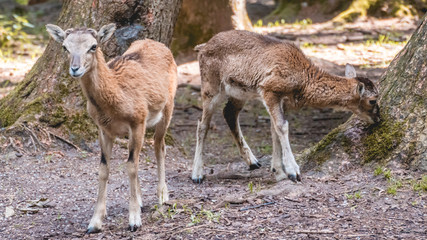 Portrait of young goats in the forest