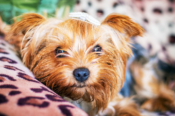 Dog breeds Yorkshire Terrier in a room on the sofa while on rest_