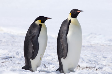 Fototapeta na wymiar Emperor penguins in Antarctica