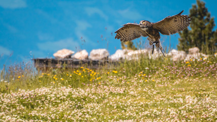 Owl in flight