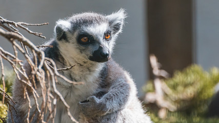 Ring-tailed lemur portrait