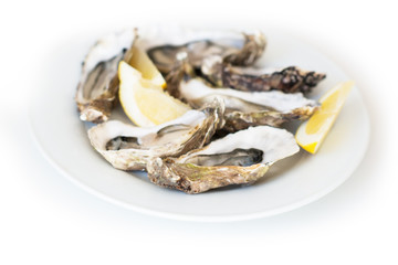 Fresh oysters. Raw fresh oysters on white round plate, image isolated, with soft focus. Restaurant delicacy. Saltwater oysters