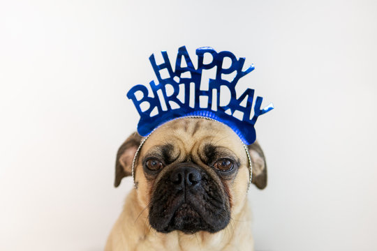 Pug Birthday Images – Browse 4,315 Stock Photos, Vectors, and Video | Adobe  Stock