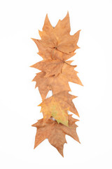 Hojas secas sobre fondo blanco, otoño