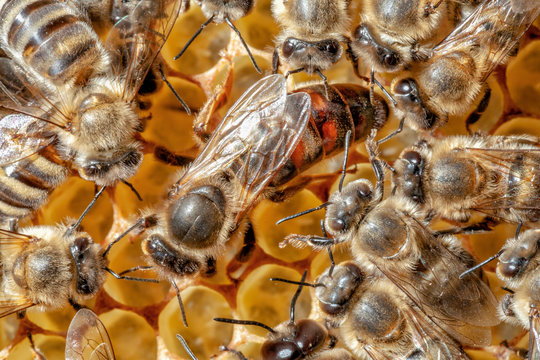 Bee queen surrounded by young bees, recognizable by their gray coat