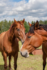 Obraz na płótnie Canvas wild horses close up feeding in the green meadow