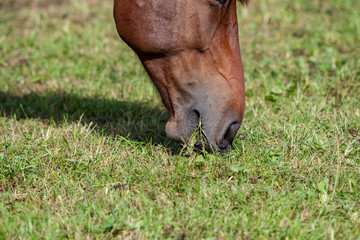 Naklejka na ściany i meble wild horses close up feeding in the green meadow