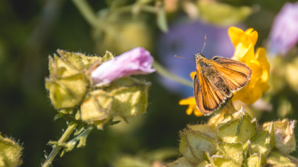 Macro of brown butterfly on flower