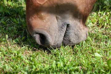 wild horses close up feeding in the green meadow