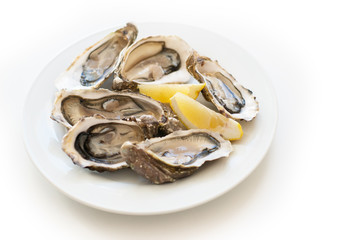 Fresh oysters. Raw fresh oysters on white round plate, image isolated, with soft focus. Restaurant delicacy. Saltwater oysters