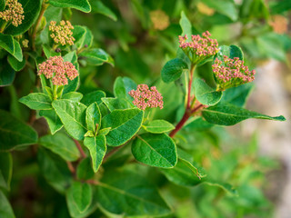 Viburnum tinus - Le Laurier-tin, viorne tin ou laurentin un petit arbuste de haies et d'ornement des jardins, aux petites baies noir, bleuâtre et aux petites fleurs blanches et rosée.