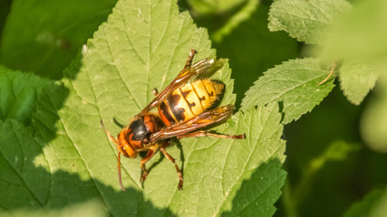Macro of hornet on leaf
