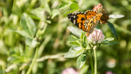 Macro of cosmopolitan butterfly on flower