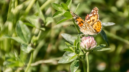 Obraz premium Macro of cosmopolitan butterfly on flower