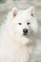 white samoed dog. sand on a background