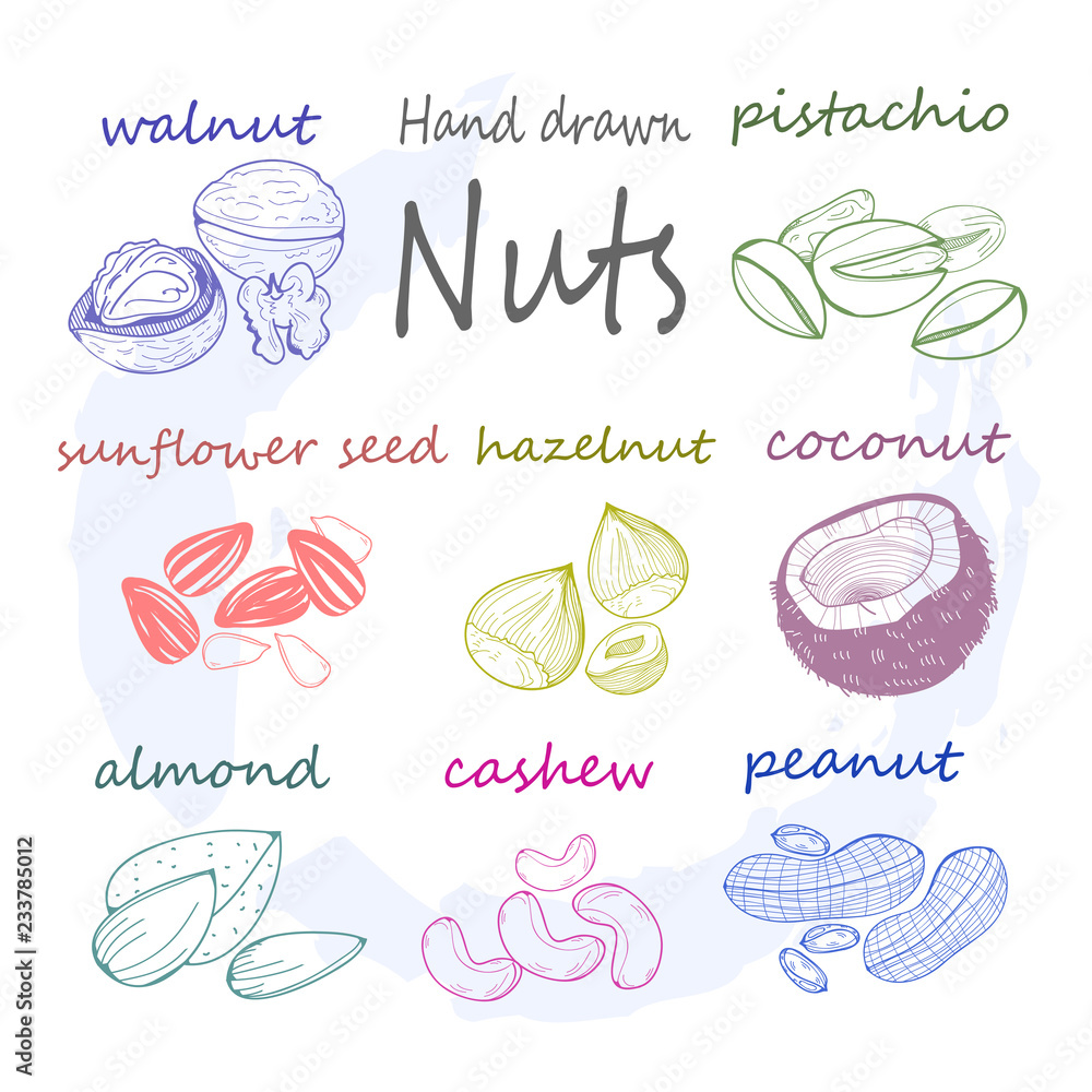 Poster hand drawn various nuts and seed. abstract colors. graphic vector set. all elements are isolated